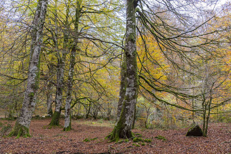 Comunidad Foral de Navarra 096 - Selva de Irati.jpg